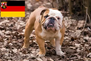 Read more about the article Engelsk Bulldog opdrættere og hvalpe i Rheinland-Pfalz
