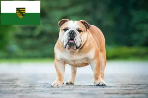 Read more about the article Opdrættere og hvalpe af engelsk bulldog i Sachsen
