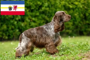 Read more about the article Engelsk Cocker Spaniel opdrættere og hvalpe i Mecklenburg-Vorpommern