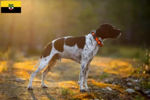 Read more about the article Opdrættere og hvalpe af engelsk pointer i Sachsen-Anhalt