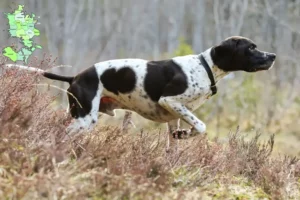 Read more about the article Engelsk pointer opdrættere og hvalpe på Sjælland