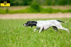 Read more about the article Opdrættere og hvalpe af engelsk pointer i Baden-Württemberg