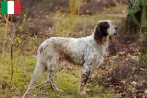 Read more about the article Opdrættere og hvalpe af engelsk setter i Italien