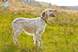 Read more about the article Engelsk Setter opdrættere og hvalpe i Nordjylland