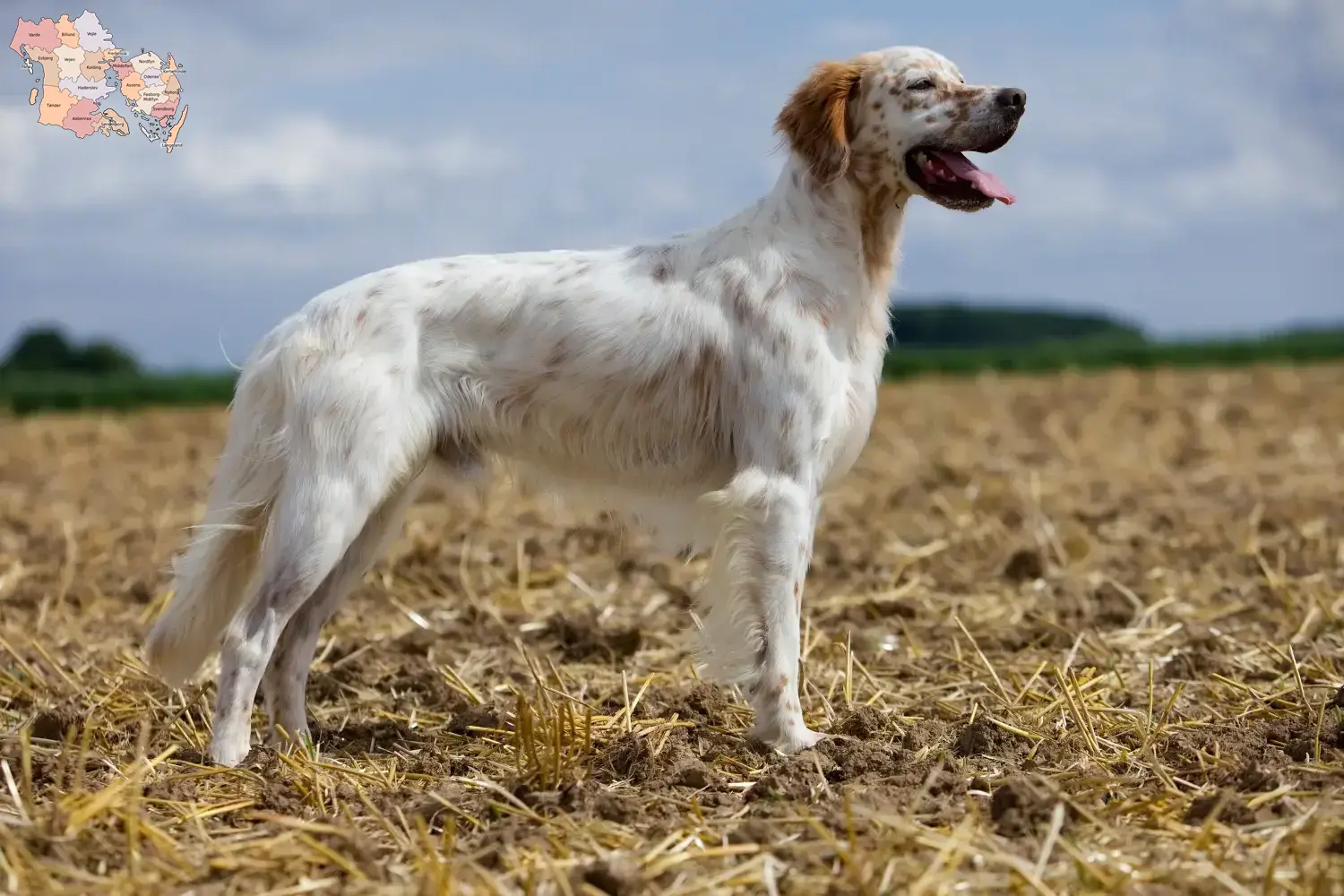 Read more about the article Engelsk Setter opdrættere og hvalpe i Syddanmark