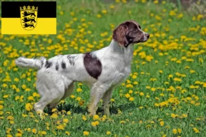 Read more about the article Engelsk Springer Spaniel opdrættere og hvalpe i Baden-Württemberg