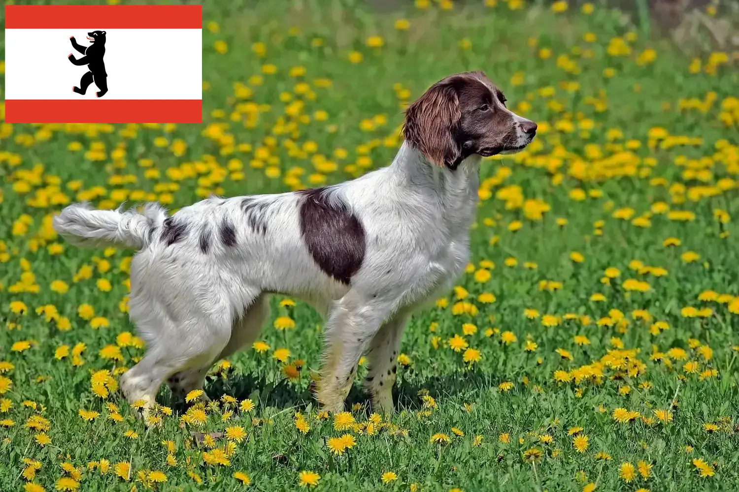 Read more about the article Engelsk Springer Spaniel opdrættere og hvalpe i Berlin