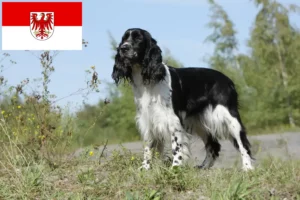 Read more about the article Engelsk Springer Spaniel opdrættere og hvalpe i Brandenburg