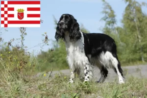 Read more about the article Engelsk Springer Spaniel opdrætter og hvalpe i Bremen