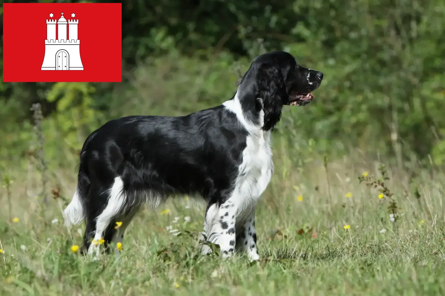 Read more about the article Engelsk Springer Spaniel opdrættere og hvalpe i Hamborg