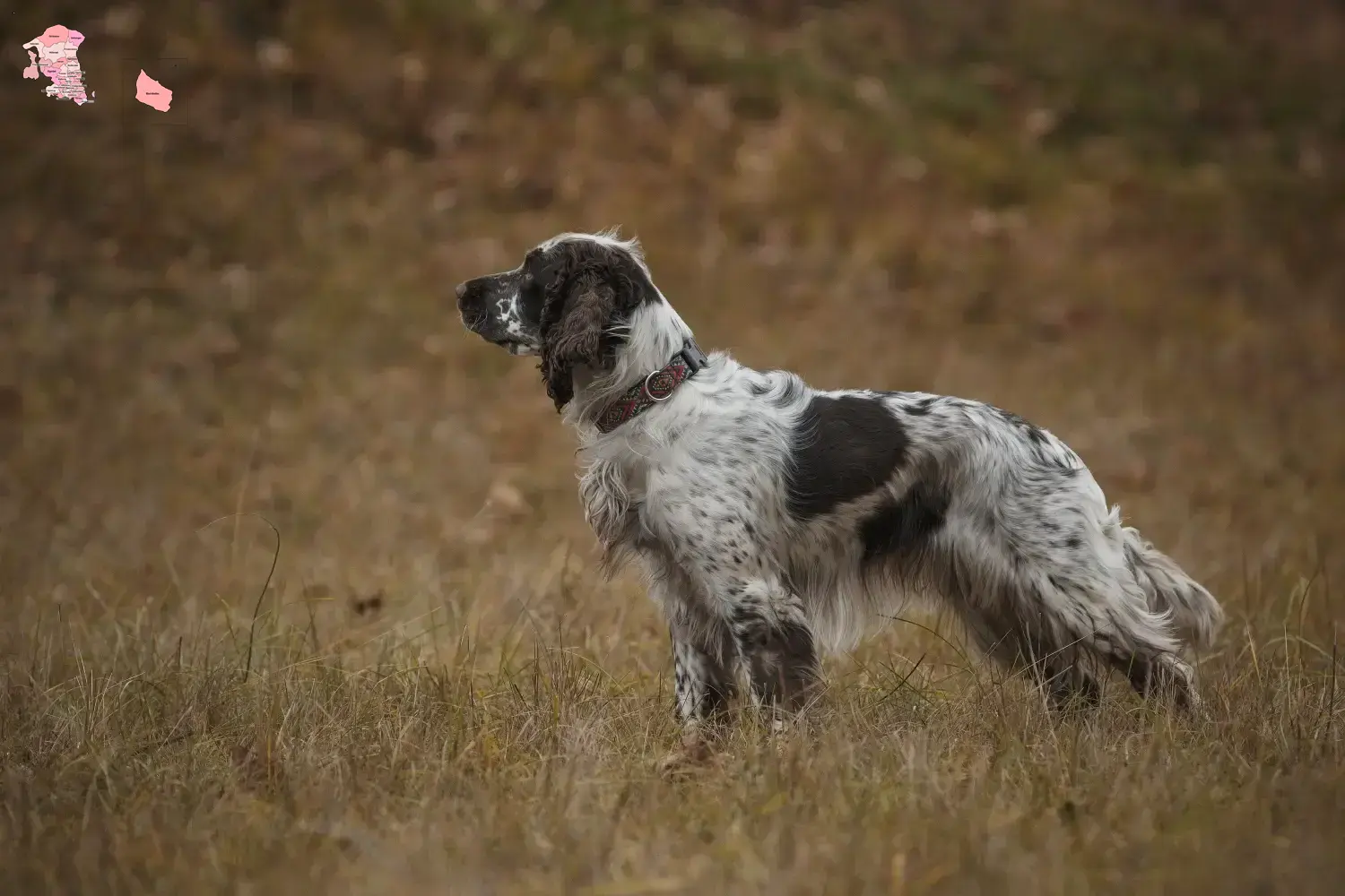 Read more about the article Engelsk Springer Spaniel opdrætter og hvalpe i Hovedstaden