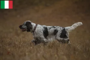 Read more about the article Engelsk Springer Spaniel opdrættere og hvalpe i Italien