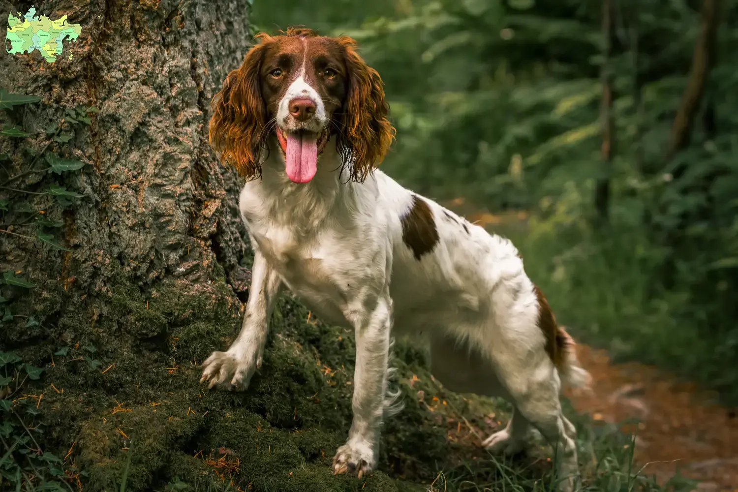 Read more about the article Engelsk Springer Spaniel opdrættere og hvalpe i Midtjylland