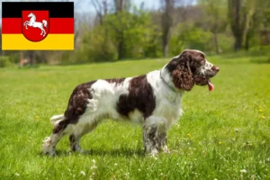 Read more about the article Engelsk Springer Spaniel opdrættere og hvalpe i Niedersachsen