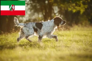 Read more about the article Engelsk Springer Spaniel opdrættere og hvalpe i Nordrhein-Westfalen