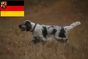 Read more about the article Engelsk Springer Spaniel opdrættere og hvalpe i Rheinland-Pfalz