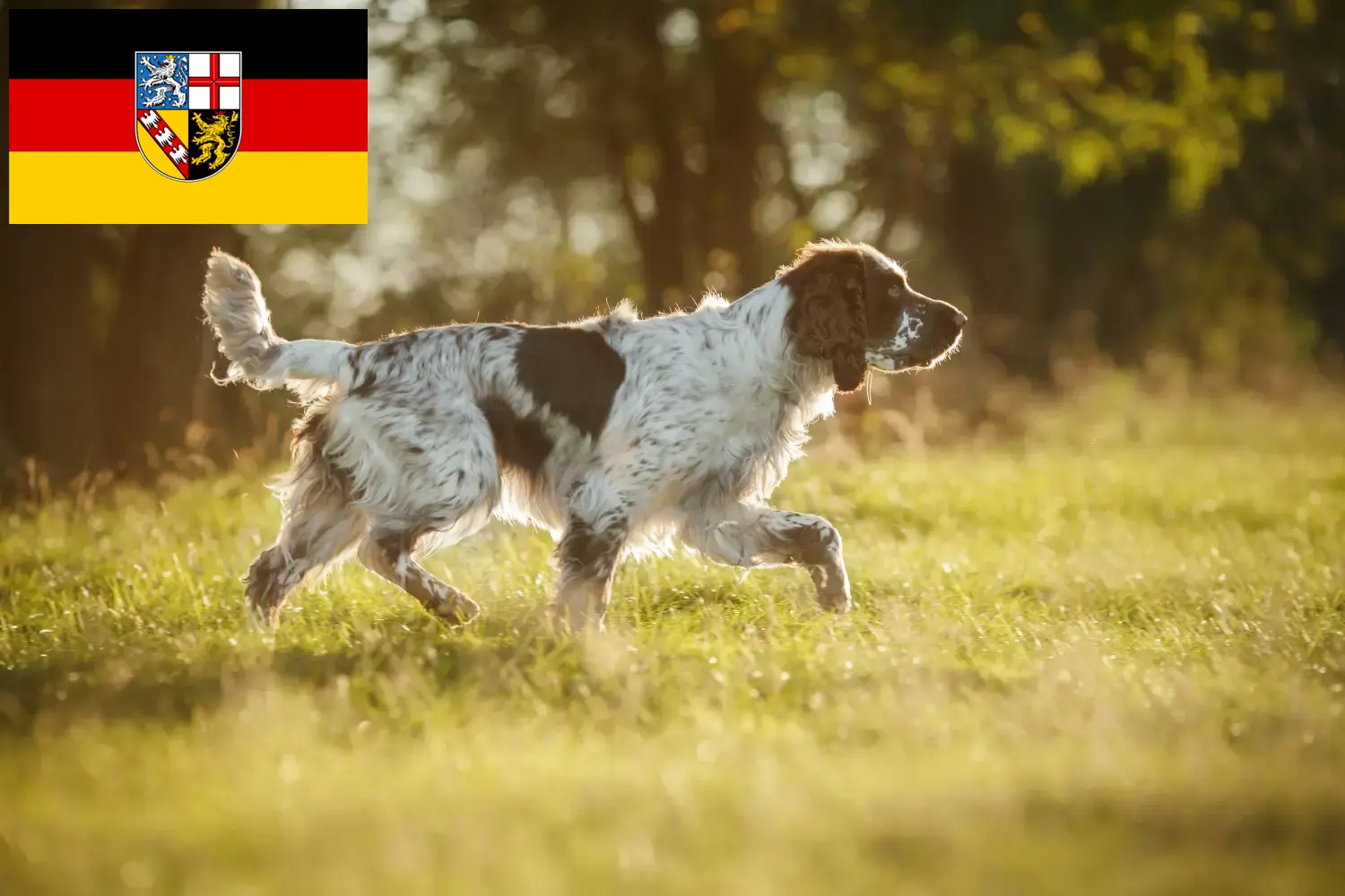 Read more about the article Engelsk Springer Spaniel opdrættere og hvalpe i Saarland