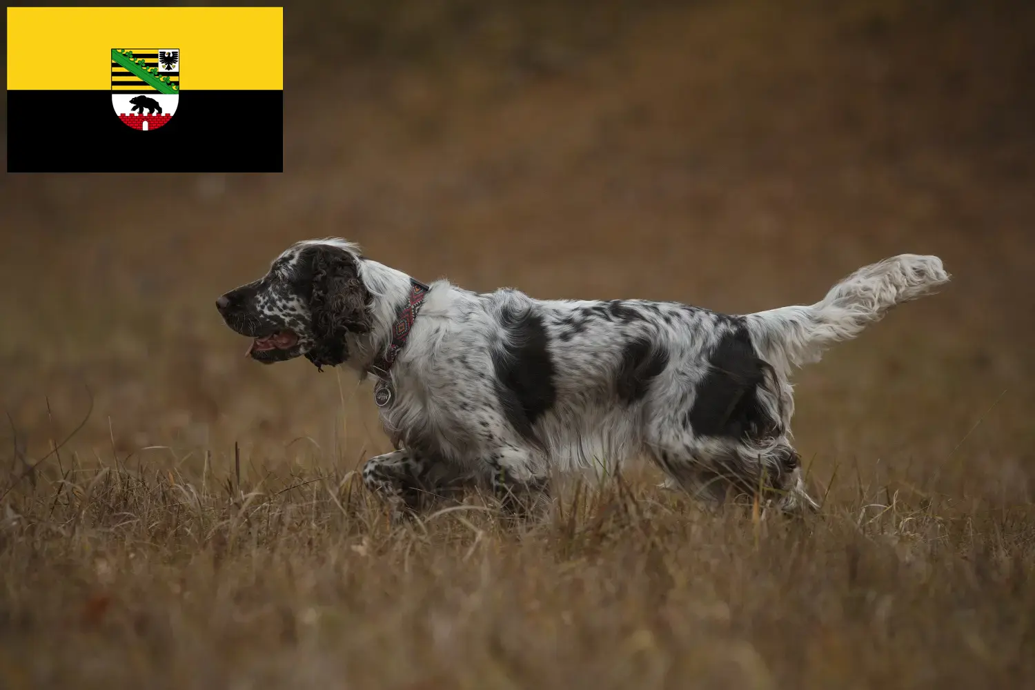 Read more about the article Engelsk Springer Spaniel opdrættere og hvalpe i Sachsen-Anhalt