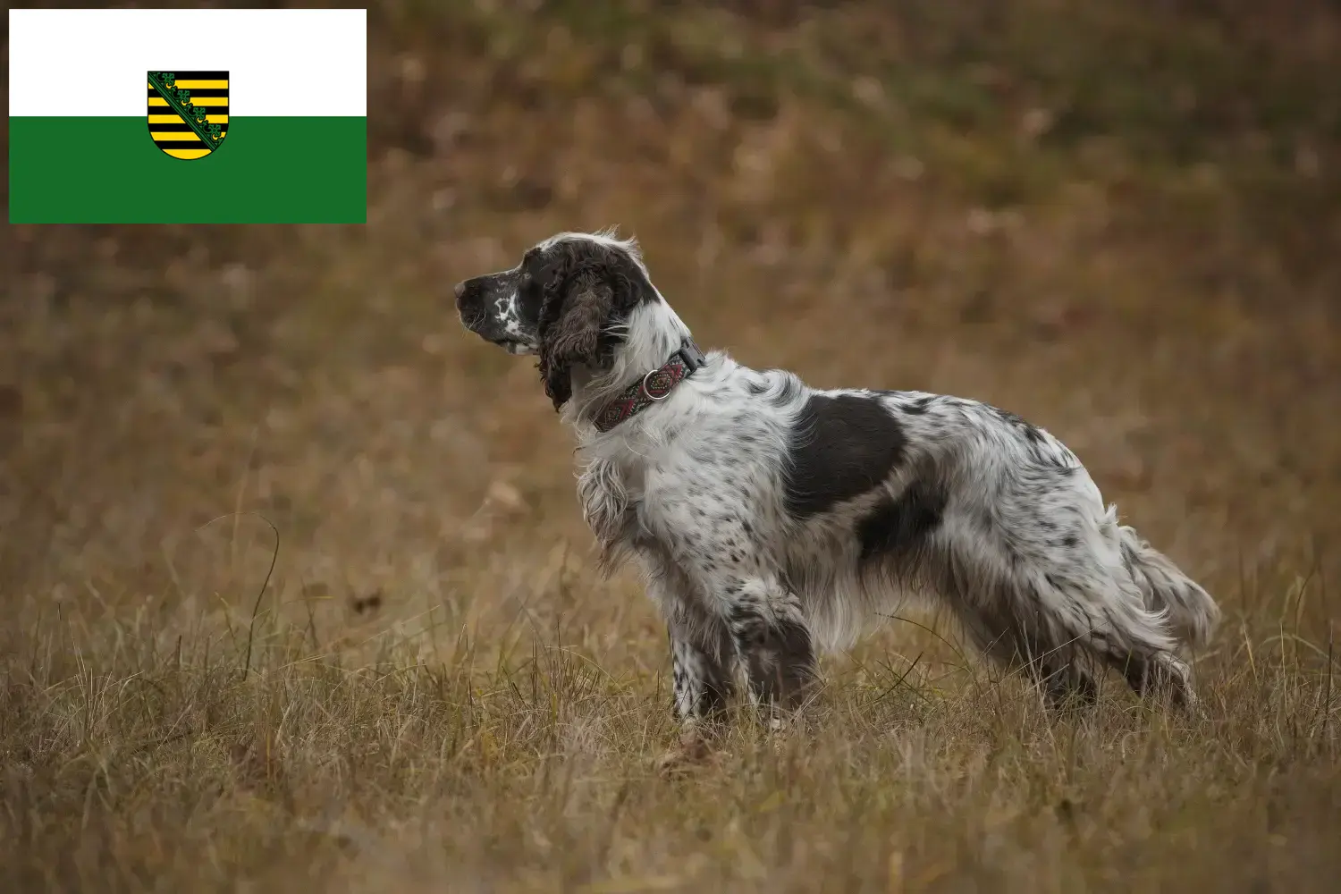 Read more about the article Engelsk Springer Spaniel opdrættere og hvalpe i Sachsen