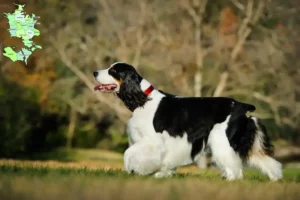 Read more about the article Engelsk Springer Spaniel opdrættere og hvalpe på Sjælland