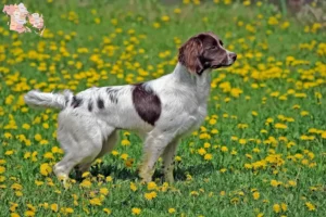 Read more about the article Engelsk Springer Spaniel opdrættere og hvalpe i Syddanmark