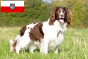 Read more about the article Engelsk Springer Spaniel opdrættere og hvalpe i Thüringen