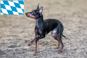 Read more about the article Engelsk Toy Terrier opdrættere og hvalpe i Bayern