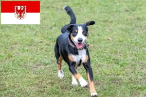 Read more about the article Entlebucher Sennenhundeopdrætter og hvalpe i Brandenburg