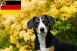 Read more about the article Entlebucher Sennenhundeopdrætter og hvalpe i Rheinland-Pfalz