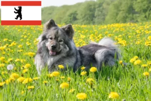 Read more about the article Eurasier opdrætter og hvalpe i Berlin