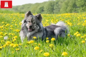 Read more about the article Eurasier opdrætter og hvalpe i Hamborg