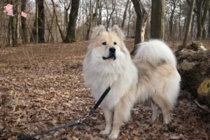 Read more about the article Eurasier opdrætter og hvalpe i Hovedstaden