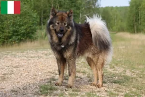 Read more about the article Eurasier-opdrættere og hvalpe i Italien