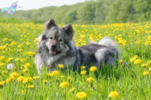 Read more about the article Eurasier-opdrættere og hvalpe i Nordjylland