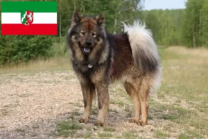 Read more about the article Eurasier opdrættere og hvalpe i Nordrhein-Westfalen