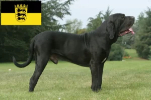 Read more about the article Fila Brasileiro opdrættere og hvalpe i Baden-Württemberg