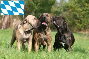 Read more about the article Fila Brasileiro opdrættere og hvalpe i Bayern