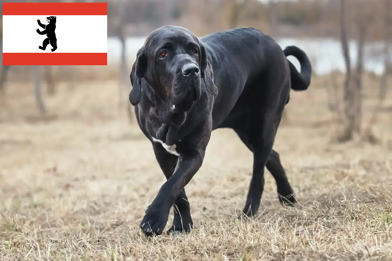 Read more about the article Fila Brasileiro opdrættere og hvalpe i Berlin