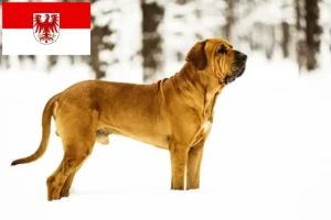 Read more about the article Fila Brasileiro opdrættere og hvalpe i Brandenburg