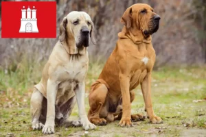 Read more about the article Fila Brasileiro opdrættere og hvalpe i Hamborg