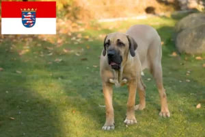 Read more about the article Fila Brasileiro opdrættere og hvalpe i Hessen