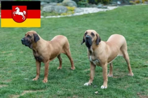 Read more about the article Fila Brasileiro opdrættere og hvalpe i Niedersachsen