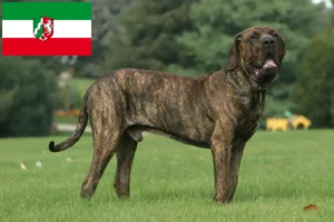 Read more about the article Fila Brasileiro opdrættere og hvalpe i Nordrhein-Westfalen