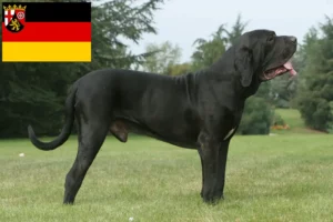 Read more about the article Fila Brasileiro opdrættere og hvalpe i Rheinland-Pfalz