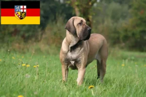 Read more about the article Fila Brasileiro opdrættere og hvalpe i Saarland