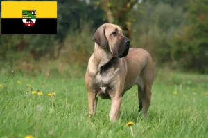 Read more about the article Fila Brasileiro opdrættere og hvalpe i Sachsen-Anhalt