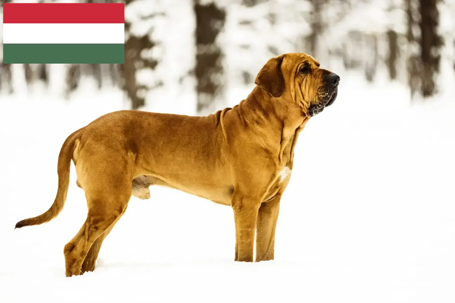 Read more about the article Fila Brasileiro opdrættere og hvalpe i Ungarn