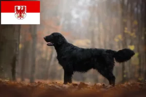 Read more about the article Flat Coated Retriever opdrættere og hvalpe i Brandenburg