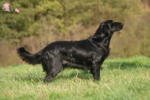 Read more about the article Flat Coated Retriever opdrættere og hvalpe i Hovedstaden