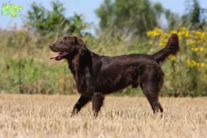 Read more about the article Flat Coated Retriever opdrættere og hvalpe i Midtjylland